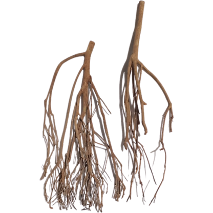 Legno Talawa