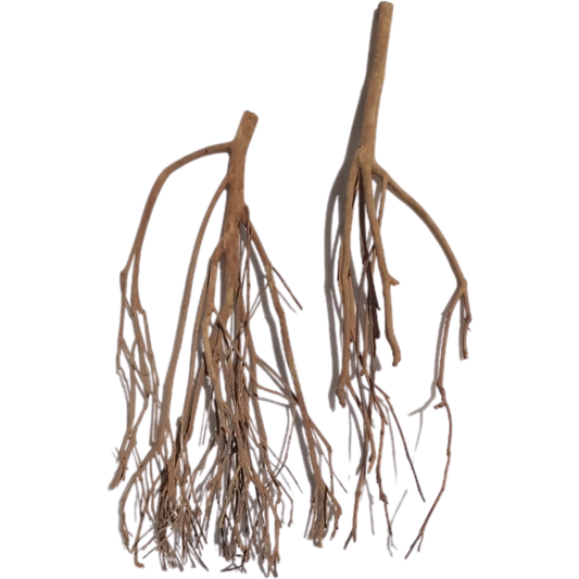 Legno Talawa